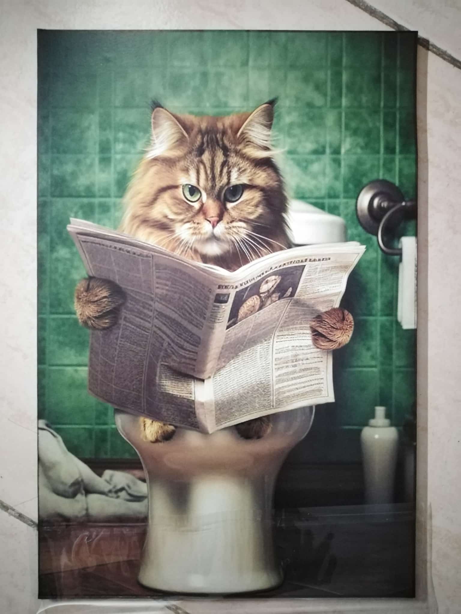 Cuadro de madera gato rubio de pelo largo leyendo periódico en el inodoro