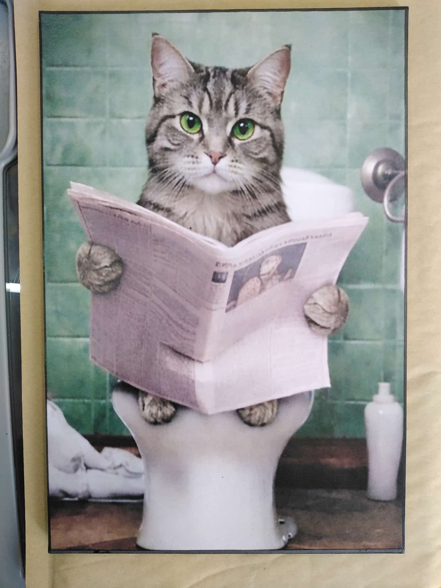 Cuadro de madera gato gris atigrado leyendo periódico en el inodoro